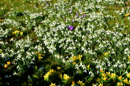 2025-03-05-Weidenbach-Schneeglockchenwiese-2.jpeg