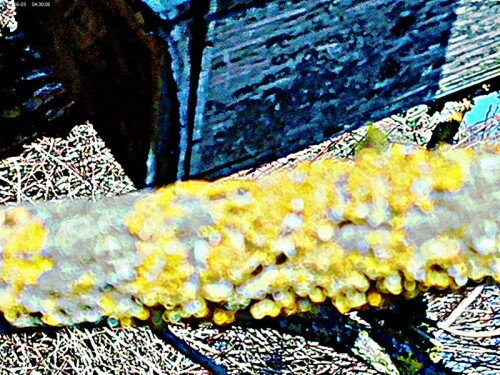 K800_GelbflechteXanthoria-parietinaL.Th.-Fr-2_upscayl_1x_ultrasharp.jpeg