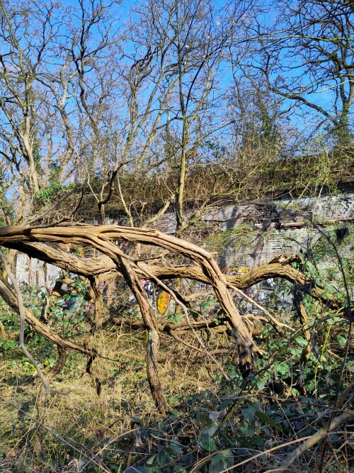 Im ehemaligen preußischen Fort IX hat sich die Natur schon fast alles wieder zurück erobert