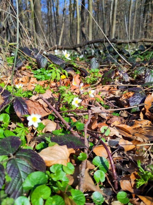 Der Frühling bringt Farbe in den Buchenwald.