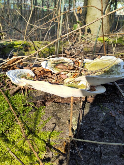 Dank des Totholzes gibt es im Gremberger Wäldchen auch viele Baumpilze. Dieser hier ist so groß wie ein Teller.