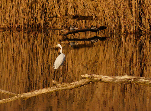 2025-03-07-Dennenloher-Weiher-Silberreiher-7.jpeg