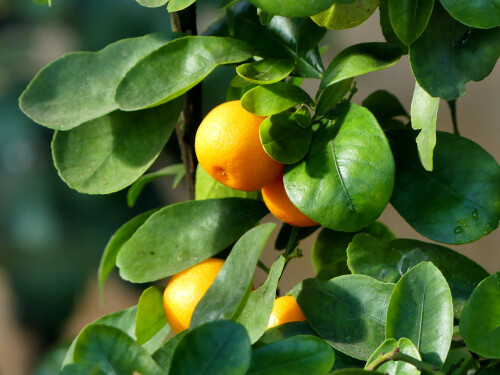 2025 03 16 Ansbach Hofgarten Orangerie Zitrusfrüchte 7