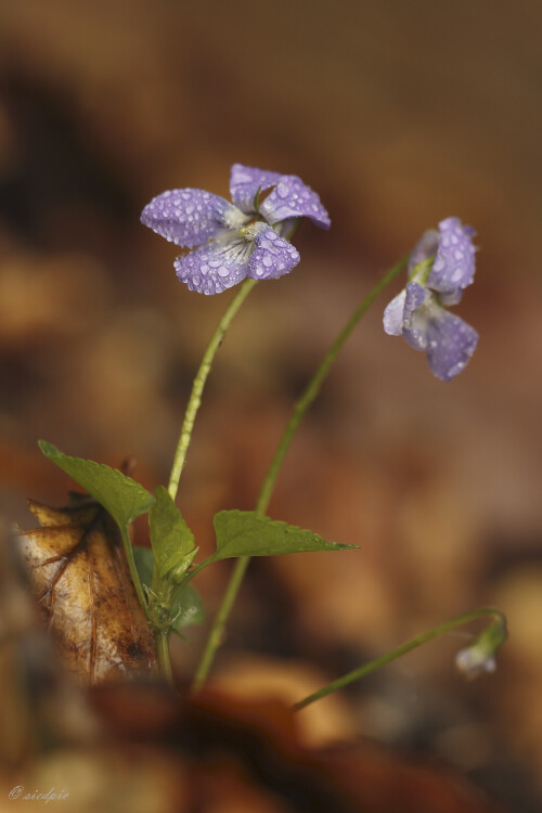 Wald-Veilchen, Viola reichenbachiana, Wood dog violet

Aufnahmeort:	Odenwald	
Kamera:	Canon	EOS 60D
Objektiv:	Sigma Makro	150mm
Stativ		
		
# 00407

© Alle von mir veröffentlichten Bilder unterliegen dem Urheberrecht und dürfen ohne meine schriftliche Genehmigung nicht verwendet werden.