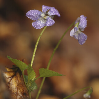 Wald-Veilchen_Viola-reichenbachiana_20190427_0008_B_Web