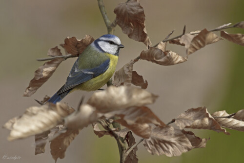 Blaumeise, Cyanistes caeruleus, Bluetit

Aufnahmeort:	Odenwald	
Kamera:	Canon	EOS 7D
Objektiv:	Canon	EF 100-400mm
Stativ		
		
# 00409

© Alle von mir veröffentlichten Bilder unterliegen dem Urheberrecht und dürfen ohne meine schriftliche Genehmigung nicht verwendet werden.