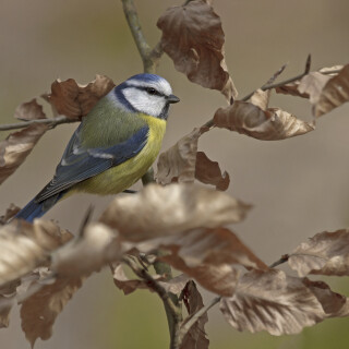 Blaumeise_Cyanistes-caeruleus_20240221_0004_B_Web