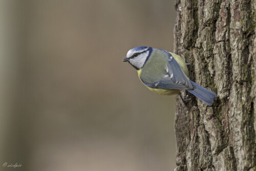 Blaumeise_Cyanistes-caeruleus_20240221_0003_B_Web.jpeg