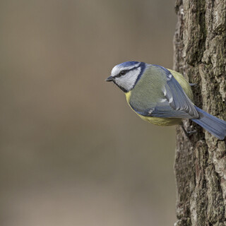 Blaumeise_Cyanistes-caeruleus_20240221_0003_B_Web