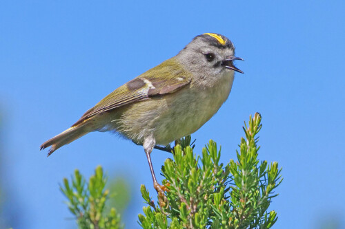 2.2-kanarengoldhahnchen-gomera-1.jpeg