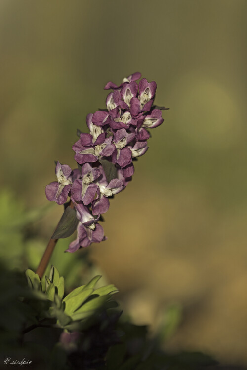 Hohler-Lerchensporn_Corydalis-cava_20250320_0024_B_Web.jpeg