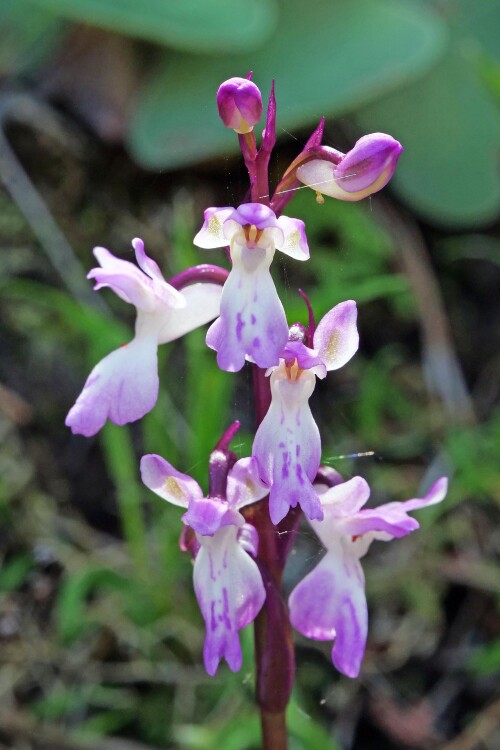 3.1-kanarenknabenkraut-orchis-canariensis.jpeg