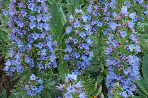 3.3-stachelfruchtiger-natternkopf-echium-acanthocarpum.jpeg