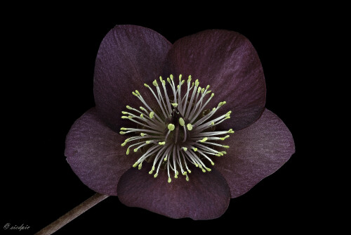 Orientalische-Nieswurz_Helleborus-orientalis_20250321_0001-36_B_Web.jpeg