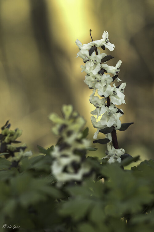 Hohler-Lerchensporn_Corydalis-cava_20250320_0036_B_Web.jpeg