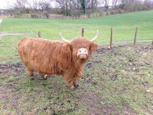 Bovidae---Highland-Cattle.jpeg