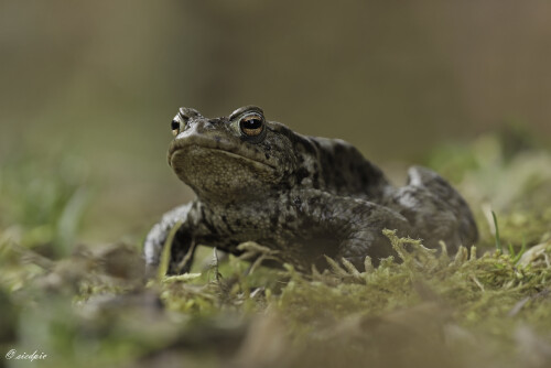 Erdkroete_Bufo-bufo_20250324_0001_B_Web.jpeg