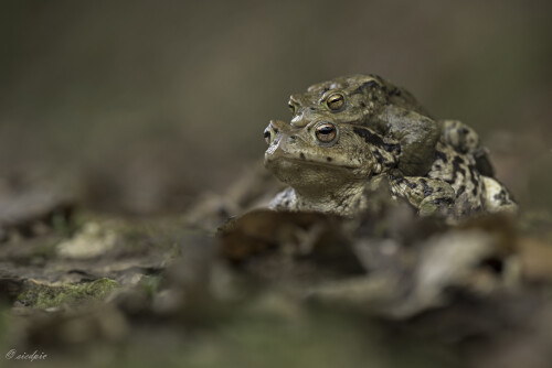 Erdkroete_Bufo-bufo_20250324_0020_B_Web.jpeg