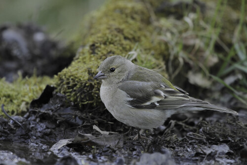 Buchfink_Fringilla-coelebs_20250404_0003_B_Web.jpeg
