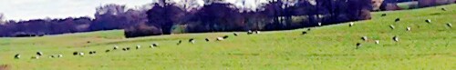 K800_KranicheGrus-grusL.-1758-in-der-Nahe-des-Dorfes-Mecklenburg_upscayl_1x_ultrasharp.jpeg