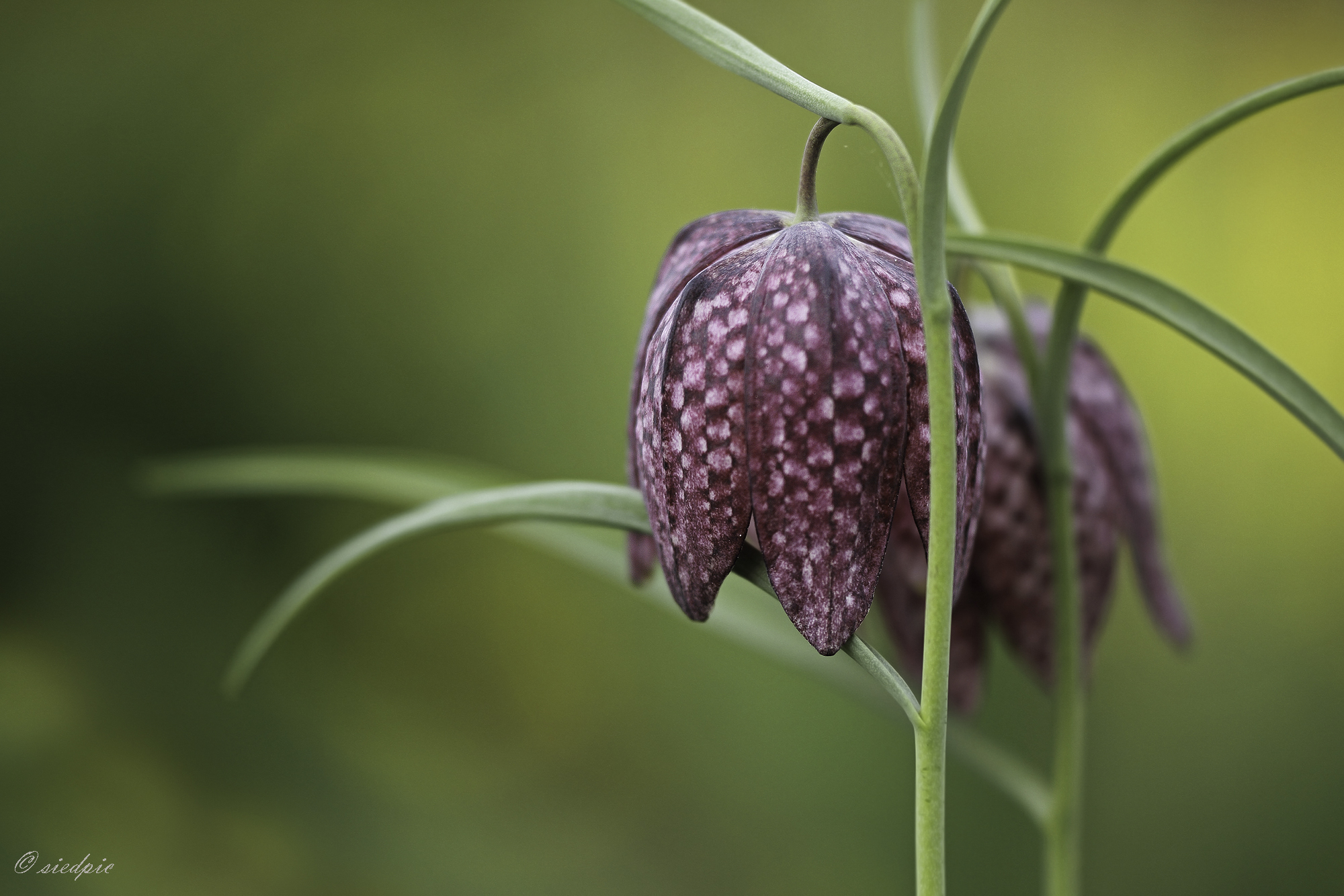 Schachbrettblume, Fritillaria meleagris, Checkered lily

Aufnahmeort:	Odenwald	
Kamera:	Canon	EOS 60D
Objektiv:	Sigma Makro	150mm
Stativ		
		
# 00436

© Alle von mir veröffentlichten Bilder unterliegen dem Urheberrecht und dürfen ohne meine schriftliche Genehmigung nicht verwendet werden.