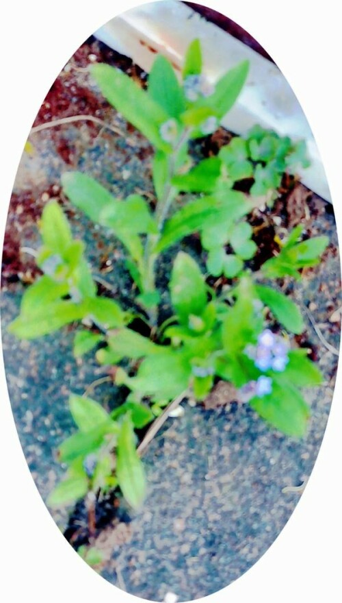 K800_Buntes-VergissmeinnichtMyosotis-discolorL._upscayl_1x_ultrasharp.jpeg