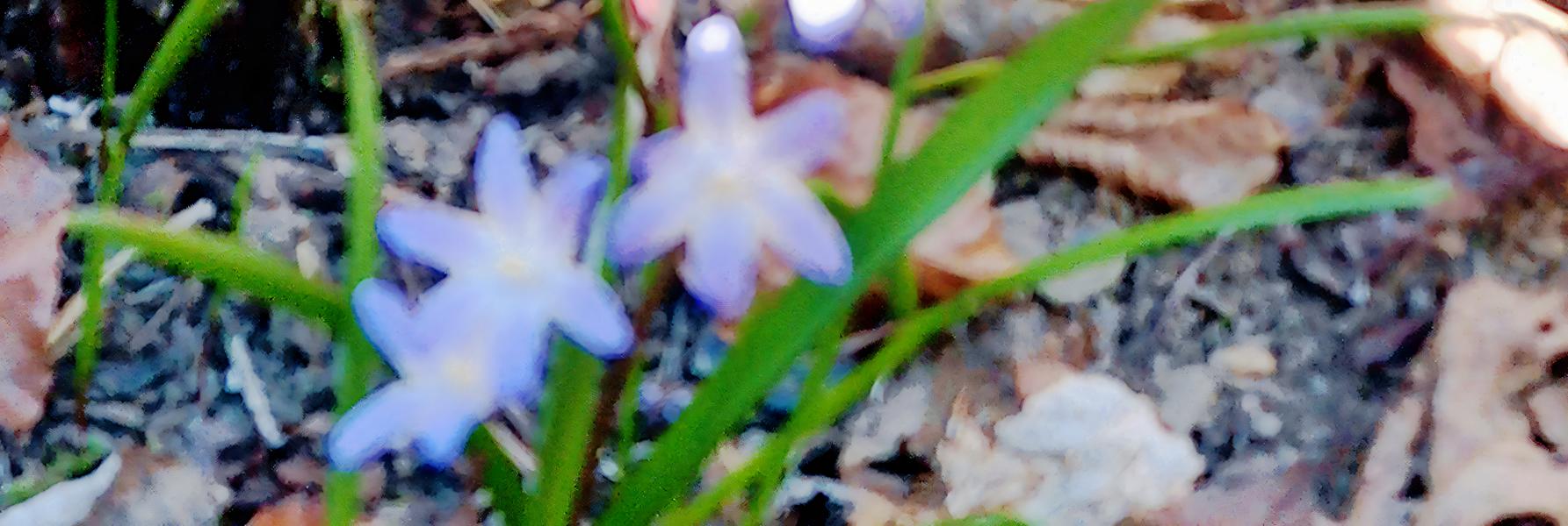 Eine Gewöhnliche Sternhyazinthe(Chionodoxa luciliae(Boiss.)) in einer Wiese wachsend
https://de.wikipedia.org/wiki/Gew%C3%B6hnliche_Sternhyazinthe