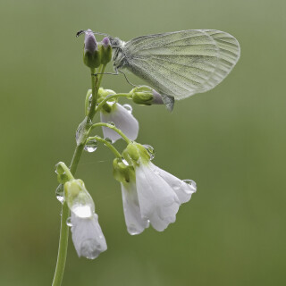 Senfweissling_Leptidea-sinapis_20250418_0009_B_Web