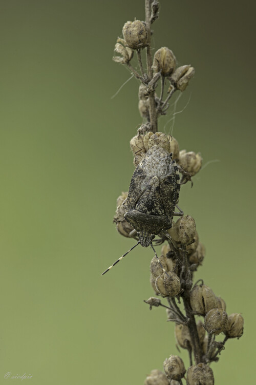 Graue-Gartenwanze_Rhaphigaster-nebulosa_20250421_0007_B_Web.jpeg