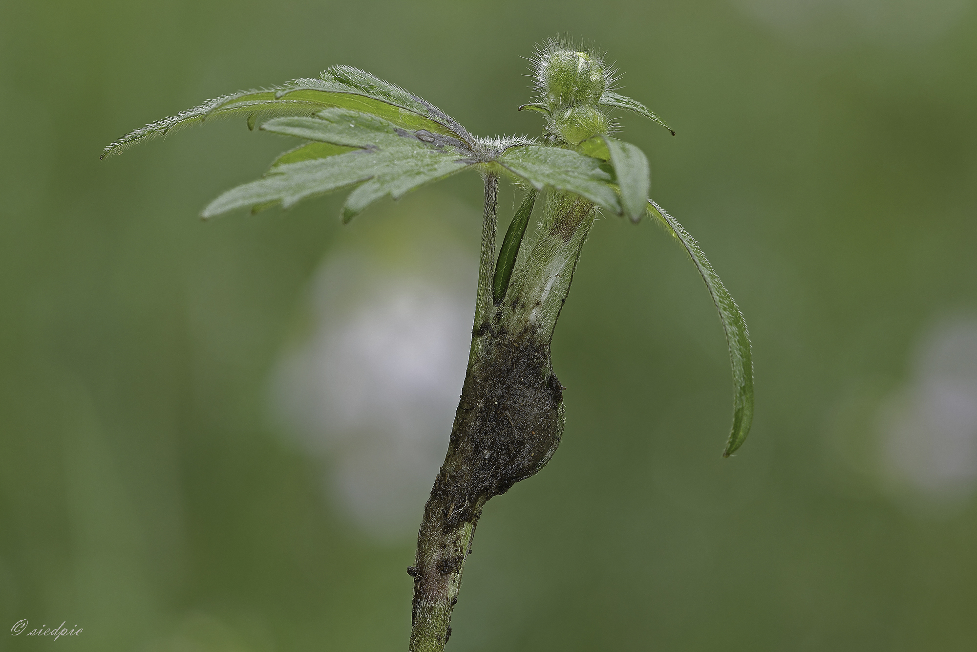Kokon, Feenlämpchenspinne, Agroeca brunnea, Cocoon of Agroeca brunnea

Aufnahmeort:	Odenwald	
Kamera:	Canon	EOS 60D
Objektiv:	Sigma Makro	150mm
Stativ		
		
# 00445

© Alle von mir veröffentlichten Bilder unterliegen dem Urheberrecht und dürfen ohne meine schriftliche Genehmigung nicht verwendet werden.