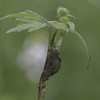 Kokon-der-grossen-Feenlaempchenspinne_Agroeca-brunnea_20250418_0001_B_Web