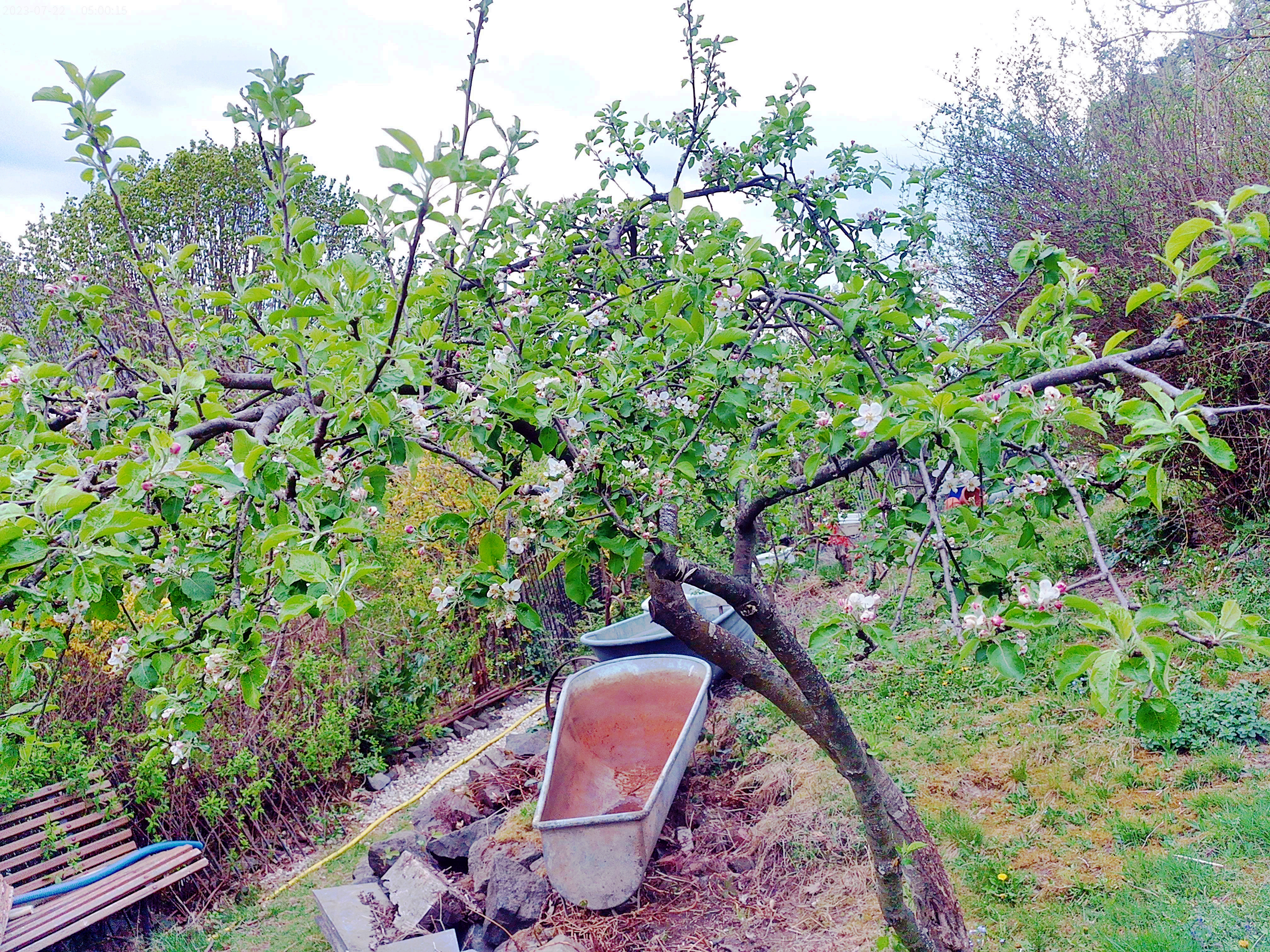 Ein Kulturapfel(-baum)(Malus domestica(Borkh.)) erblühend
https://de.wikipedia.org/wiki/Kulturapfel