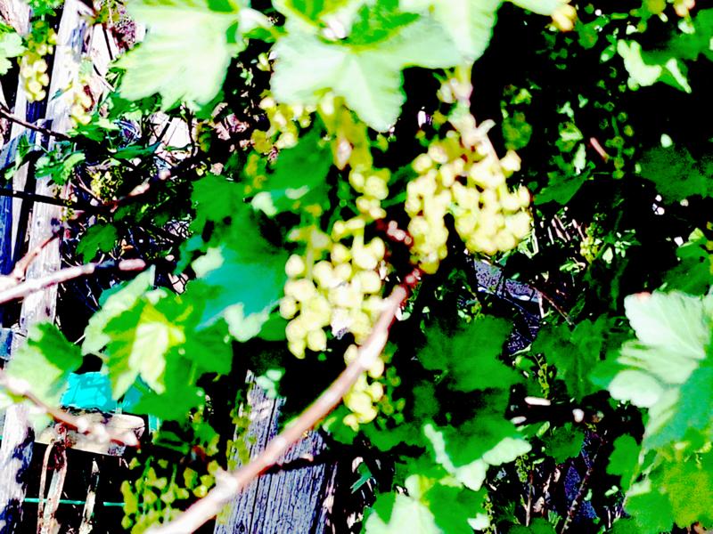 Blütenstände der Roten Johannisbeere(Ribes rubrum(L.)) im April 2ß25
https://de.wikipedia.org/wiki/Rote_Johannisbeere