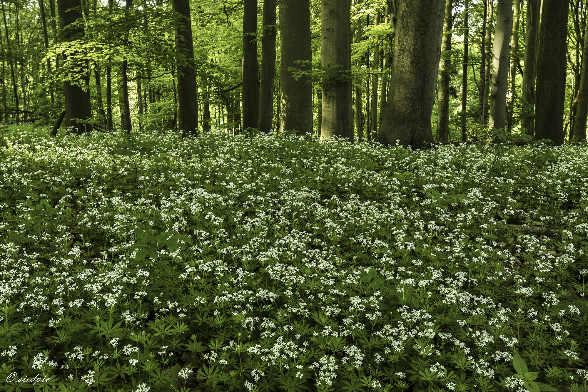 Waldmeister, Galium odoratum, Sweet woodruff

Aufnahmeort:	Odenwald	
Kamera:	Canon	EOS 6D
Objektiv:	Canon	EF 17-40mm
Stativ, CPL Filter		
		
# 00451

© Alle von mir veröffentlichten Bilder unterliegen dem Urheberrecht und dürfen ohne meine schriftliche Genehmigung nicht verwendet werden.