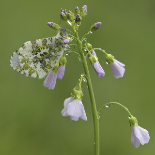 Aurorafalter_Anthocharis-cardamines_20250418_0002_B_Web
