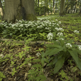 Baerlauch_Allium-ursinum_20250428_0001_B_Web
