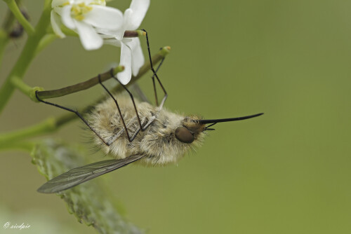 Grosser-Wollschweber_Bombylius-major_20250425_0002_B_Web.jpeg