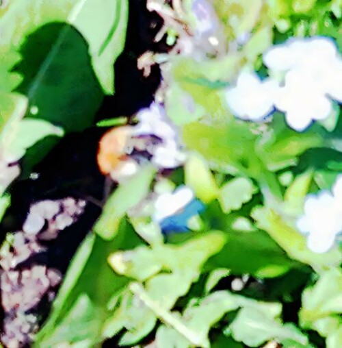 K800_AckerhummelBombus-pascuorumScopoli-1763-beim-Blutenbesuch-am-bunten-VergissmeinnichtMyosotis-discolorL._upscayl_1x_ultrasharp.jpeg