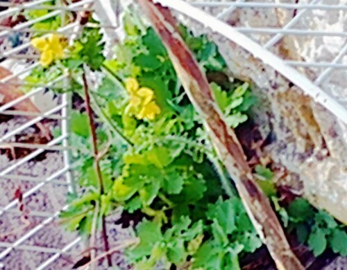 K800_Groses-ScholllkrautChelodonium-majorL._upscayl_1x_ultrasharp.jpeg