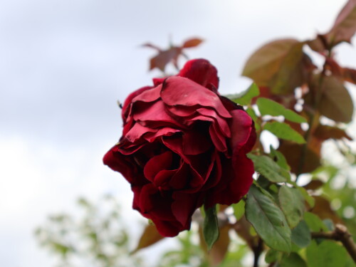 IMG_1711.jpeg