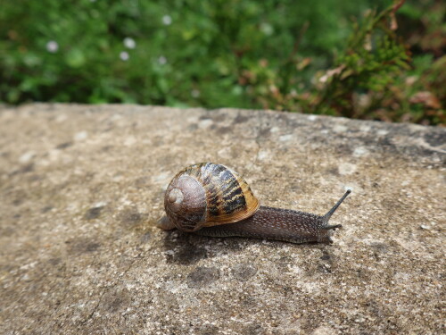 IMG_1722.jpeg