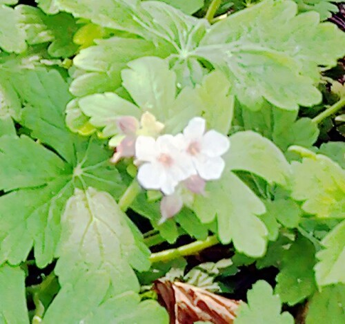 K800_Blute-einer-GartengeranieGeranium-Ziuchtform_upscayl_1x_ultrasharp.jpeg