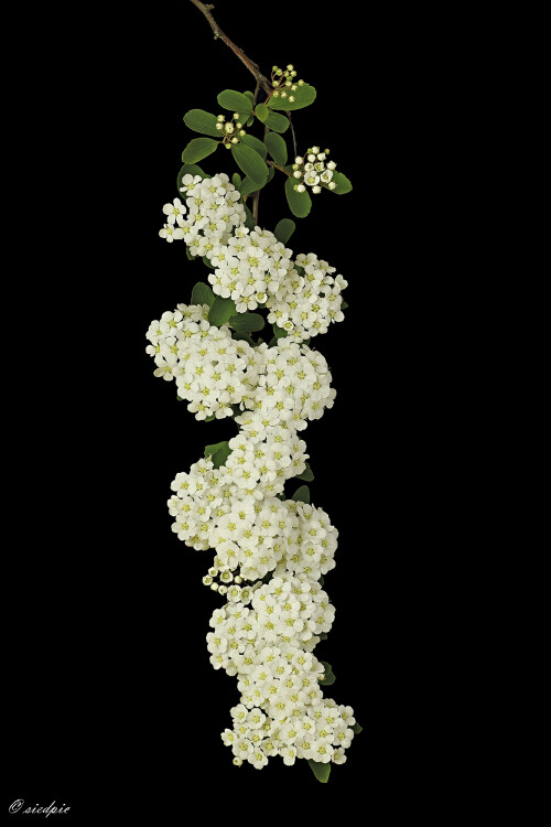 Japanische-Strauchspiere_Spiraea-nipponica_20250503_0003-43_B_Web.jpeg