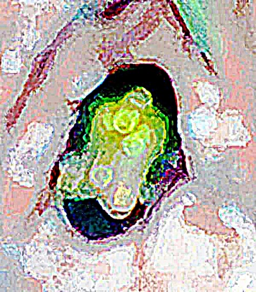 K800_Goldglanzender-RosenkaferCetonia-aurataL.-1758-1_upscayl_1x_ultrasharp.jpeg