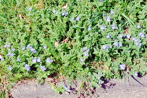 Bluten-des-Echten-EhrenpreisesinVeronica-officinalisL.-in-einem-Rasen-vor-dem-Friedhof-Eiershauen.jpeg
