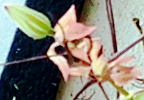 Bluten-eines-Clematis-Hybriden.jpeg
