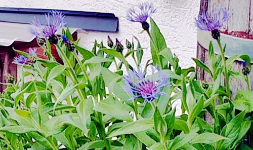 K800_Bergflockenblume.jpeg