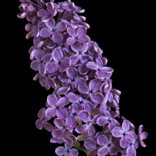 Gemeiner-Flieder_Syringa-vulgaris_20250507_0002_B_Web