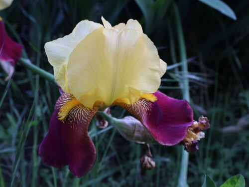 IMG_1990.jpeg