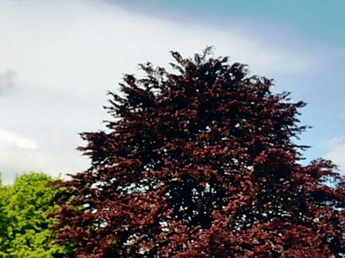 K800_BlutbucheFagus-sylvatica-f.-purpureaAiton-im-Friedhof-Eiershausen-2_upscayl_1x_ultrasharp.jpeg